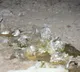 Miscreants throw petrol bomb at clinic of BJP leader's husband close to RSS office in Bathinda