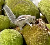 'From poor man’s fruit to health food': Kerala plans push for jackfruit, highlight medicinal value