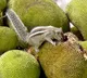 'From poor man’s fruit to health food': Kerala plans push for jackfruit, highlight medicinal value