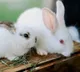 Rabbit facts many people do not know about