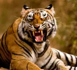 Polavaram Tiger movement 11 villages on high alert