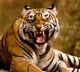 Polavaram Tiger movement 11 villages on high alert