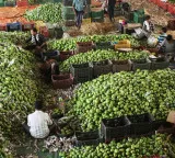 In a first, India exports Banganapalle mangoes to Singapore via sea route