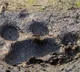 Shamshabad leopard fear ends as locals breathe sigh of relief