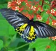 Rare Largest Butterfly Spotted for the First Time in Telangana
