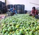Indian mangoes prove a hit in Washington