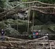 PM Modi highlights Meghalaya's living root bridges in 'Mann Ki Baat', lauds conservation efforts