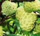 Seoni's jumbo custard apple earns prestigious GI Tag, boosting farmers' fortunes in MP