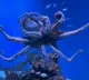 Octopus challenges science and shocking facts you should know