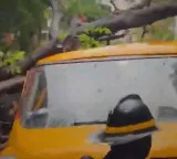 Vihaan Srivastava dies as tree falls on school bus funeral held with cricket ball