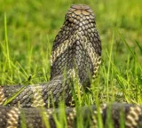 King Cobra is the only snake in the world that builds a nest