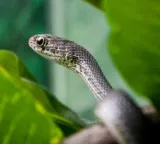 Snakes common myths and facts circulating are completely false