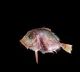 Indian Dory A new type of fish off the Kerala coast
