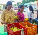 Centre sets up experts’ panel to boost earnings of Andhra's mango farmers