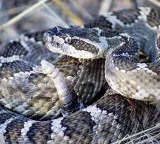 This US state is home to deadly venomous snakes