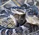 This US state is home to deadly venomous snakes