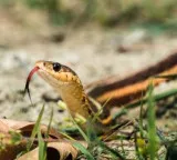 China snake farm floods lead to escape of 900 snakes