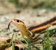 China snake farm floods lead to escape of 900 snakes