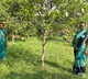 Amrapali mangoes from Jharkhand’s tribal belt exported to Dubai