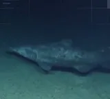 Goblin Shark 125 million year old living fossil filmed for the first time by scientists