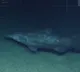 Goblin Shark 125 million year old living fossil filmed for the first time by scientists