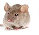 Andean leaf eared mouse survives where humans cannot to amaze scientists