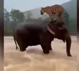 Elephant saves tiger in floods AI created magic