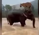 Elephant saves tiger in floods AI created magic