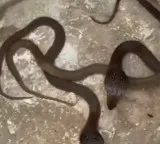 Cobra snakelets cause stir in Hyderabad Madhuranagar Police Station