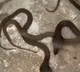 Cobra snakelets cause stir in Hyderabad Madhuranagar Police Station