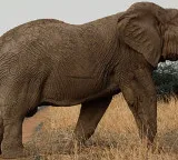 Dhrube Elephant kills 4 family members after 14 years in Nepal