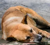 Khalistan Terrorism Chilling facts behind dog massacres in Punjab during insurgency