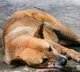 Khalistan Terrorism Chilling facts behind dog massacres in Punjab during insurgency