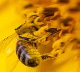 Nature provided evidence decades old murder case mystery solved with flower pollen