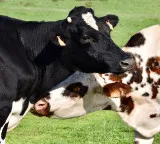 Unknown facts about cows they are not as simple as we think