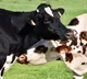 Unknown facts about cows they are not as simple as we think