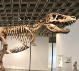 Dinosaur skeleton fetches record price at auction