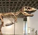 Dinosaur skeleton fetches record price at auction
