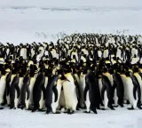 Why do penguins huddle together An amazing strategy for survival