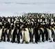 Why do penguins huddle together An amazing strategy for survival