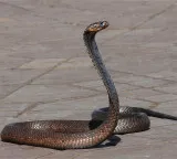 Snakes attracted by specific odors in human habitats