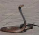 Snakes attracted by specific odors in human habitats