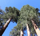 Giant Sequoia Trees Wonder Fire is Life and Fire is a Threat