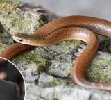 Titanic hero name for snake found in Himalayas