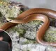 Titanic hero name for snake found in Himalayas
