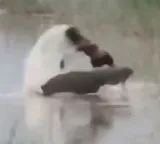 Crocodile drags boy into river and kills him in terrifying incident caught on video