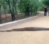 Huge Python creates panic in Hyderabad KBR Park here is the video