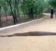 Huge Python creates panic in Hyderabad KBR Park here is the video