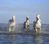Sable Island Graveyard of the Atlantic where wild horses rule