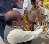Strange ritual for rain people feeding Gulab Jamuns to donkeys